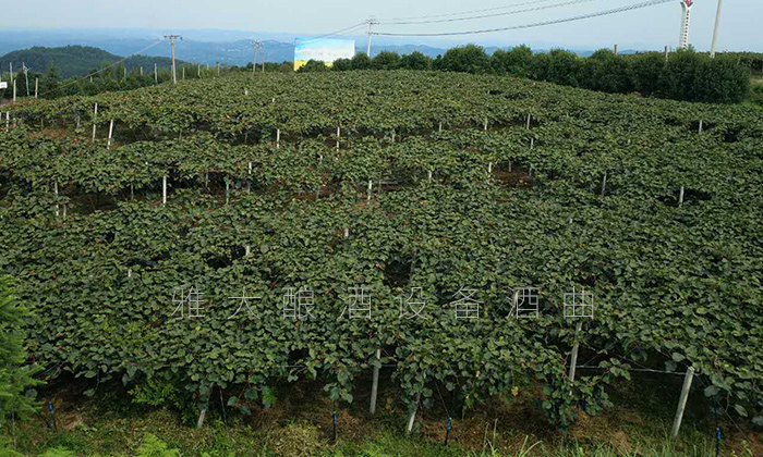 大學(xué)生村官創(chuàng)業(yè)園2