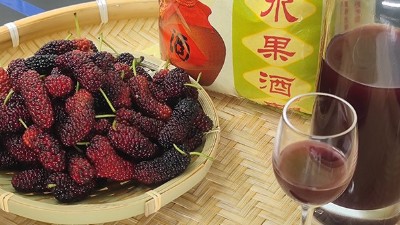 將桑葚釀成酒，雅大大型釀酒設(shè)備廠家助力湖北農(nóng)產(chǎn)品滯銷(xiāo)